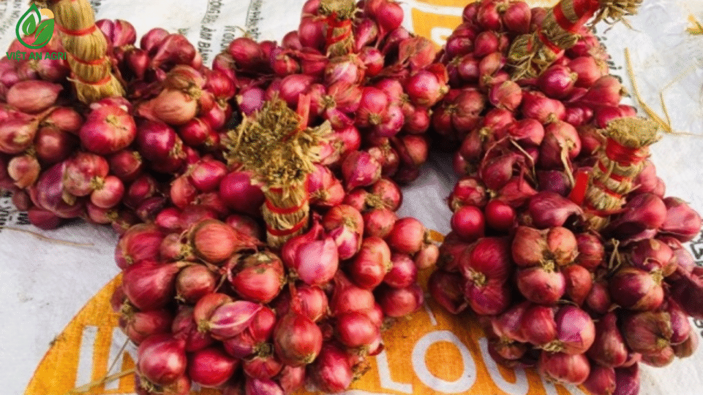 hành tím vĩnh châu