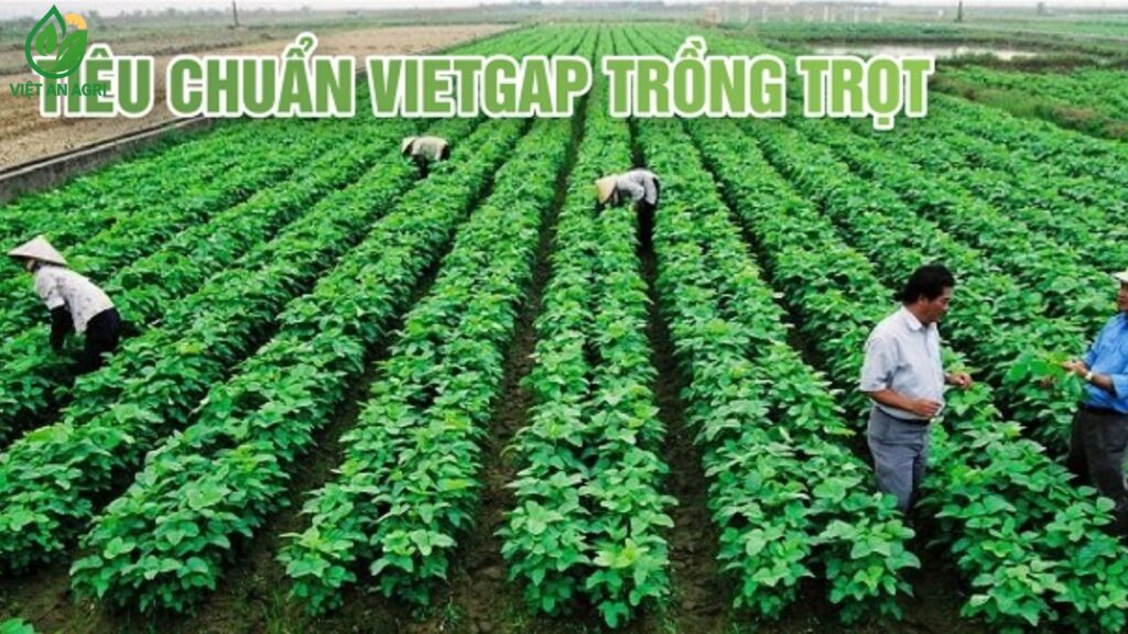 tiêu chuẩn chất lượng nông sản