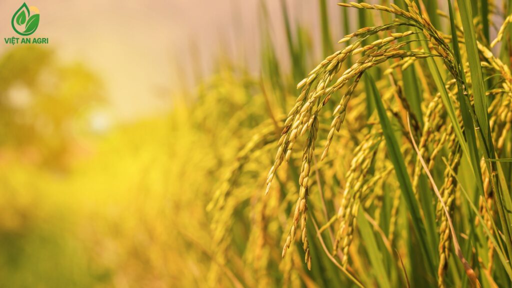 Các loại nông sản