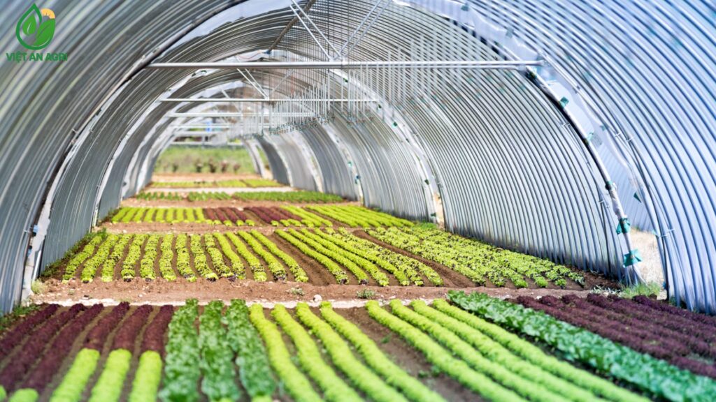 So sánh nông sản nhập khẩu và nông sản Việt Nam