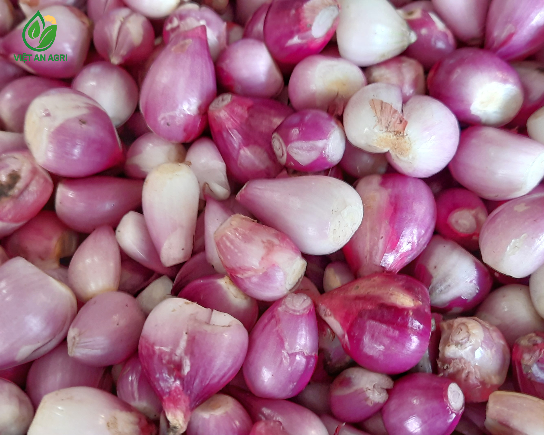 Hành tím lột vỏ