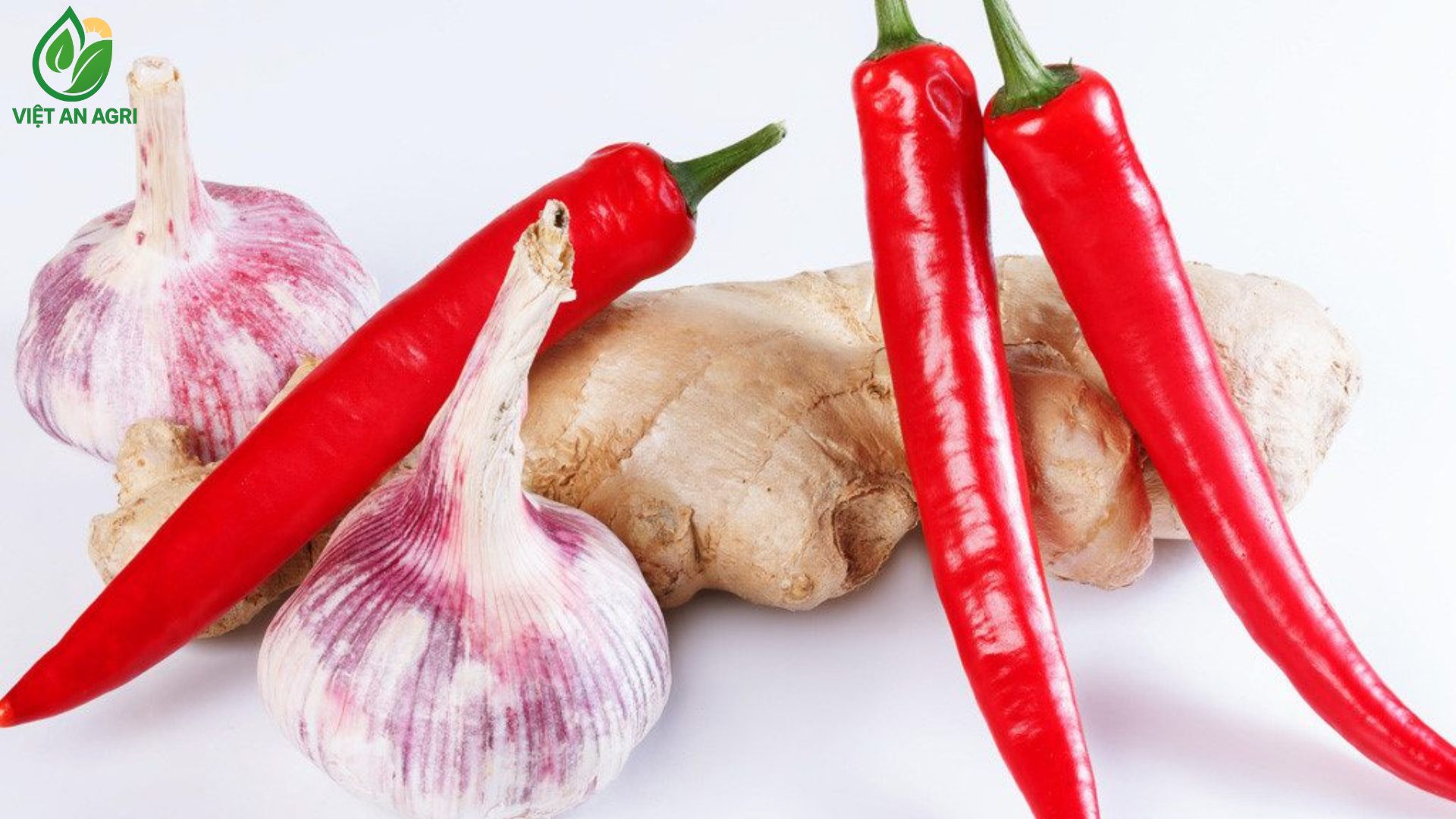 gia-vị-tươi-cho-sản-xuất-nước-chấm-gồm-ớt-đỏ-gừng-tươi-và-tỏi-tươi-được-bày-trí-trên-nền-trắng