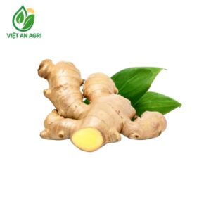 Gừng tươi