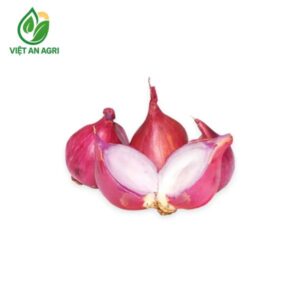 hành tím ninh thuận