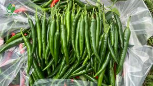 Ớt sừng bán sỉ