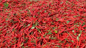 năng lực cung ứng ớt sừng