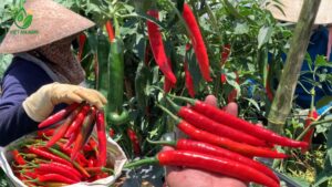 nguồn cung ớt sừng cho doanh nghiệp