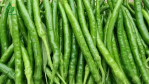 ớt sừng cho nhà máy chế biến