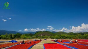 ớt sừng loại A cho chế biến