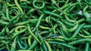 ớt sừng xanh loại 1