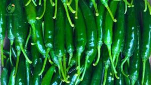 ớt sừng xuất khẩu