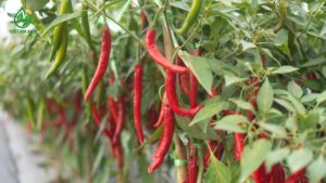 vùng trồng ớt sừng đạt chuẩn GlobalGAP