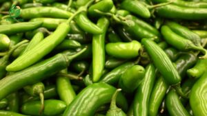 vùng trồng ớt sừng đạt chuẩn VietGAP