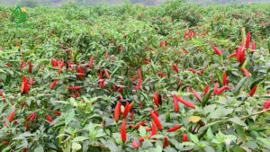 Năng lực cung ứng ớt chỉ thiên tại Việt Nam