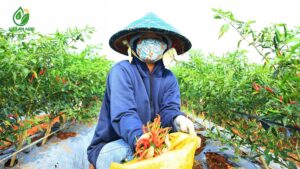 Năng lực cung ứng ớt chỉ thiên tại Việt Nam