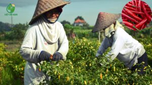 bán buôn ớt chỉ thiên