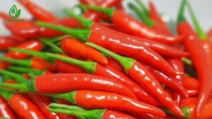 báo giá ớt chỉ thiên tại vườn