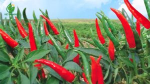 giá ớt chỉ thiên hôm nay