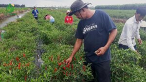 mua ớt chỉ thiên ở đâu