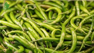 nguồn cung ớt sừng ổn định cho doanh nghiệp