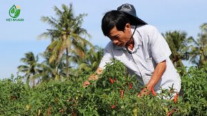 nhà cung cấp ớt chỉ thiên số lượng lớn