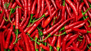 ớt chỉ thiên bán sỉ