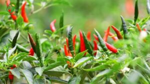 ớt chỉ thiên cho doanh nghiệp