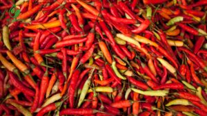 ớt chỉ thiên giá sỉ