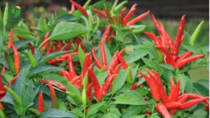 ớt chỉ thiên loại A