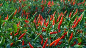 ớt chỉ thiên tươi cho chế biến