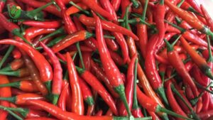 ớt chỉ thiên xuất khẩu