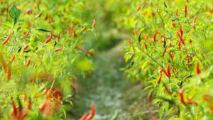 ớt chỉ thiên xuất khẩu