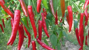ớt sừng cho nhà máy tương ớt