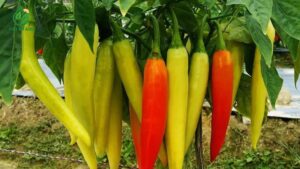 sản lượng ớt sừng cung ứng hàng tháng